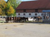 Hunnesrueck - Gestuet (27)